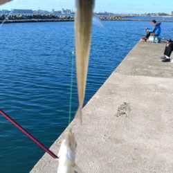 魚住漁港のキス調査