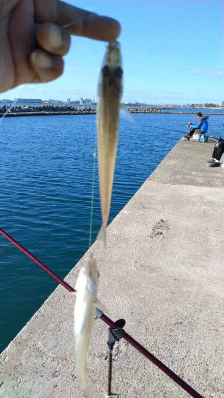 魚住漁港のキス調査