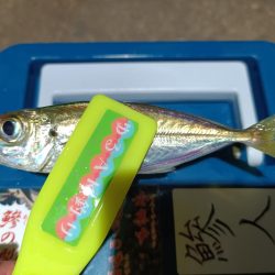 2023/12/13 南港ライトゲーム釣行 (アジ狙い)