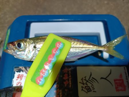 2023/12/13 南港ライトゲーム釣行 (アジ狙い)