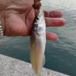 魚住港のキス調査Ⅱ