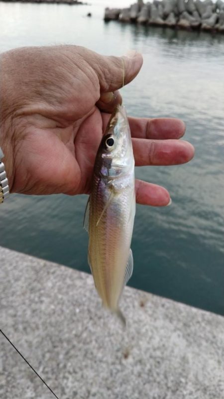 魚住港のキス調査Ⅱ
