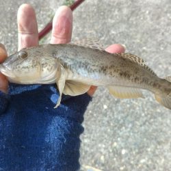 ハゼ釣りになりました