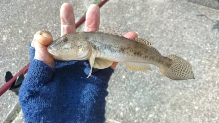 ハゼ釣りになりました