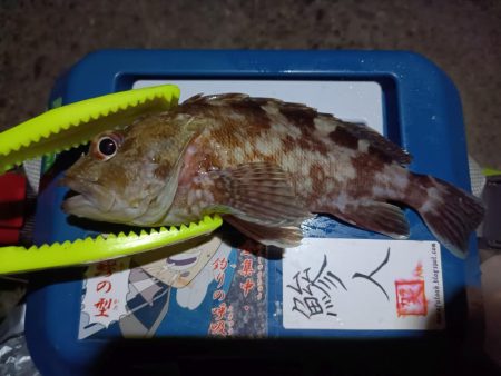 2023/12/17 南港ライトゲーム釣行…