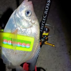 2023/12/18 南港ライトゲーム釣行 (アジ狙い)