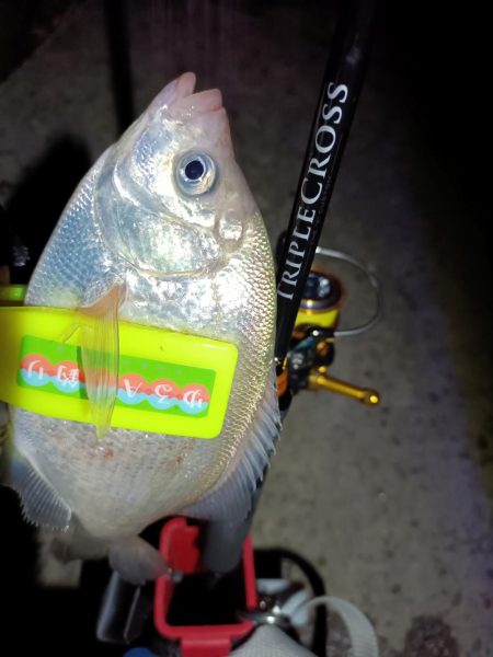 2023/12/18 南港ライトゲーム釣行 (アジ狙い)