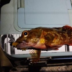 釣れると楽しい