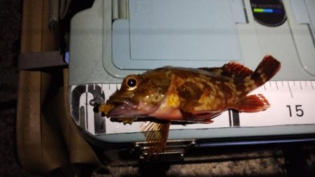 釣れると楽しい