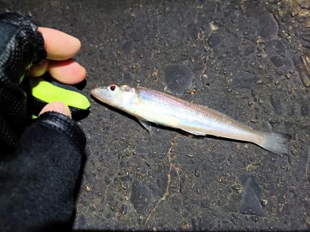 2023/12/26 南港ライトゲーム釣行 (ロックフィッシュ狙い)