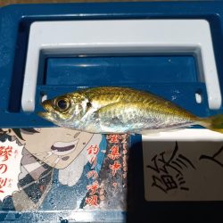 2023/12/27 南港ライトゲーム釣行 (アジ狙い)