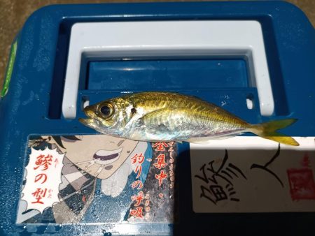 2023/12/27 南港ライトゲーム釣行…