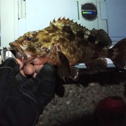 大発明! プラグワームで初めてのメバル!!