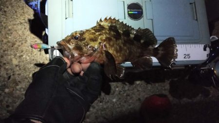 大発明! プラグワームで初めてのメバル!!