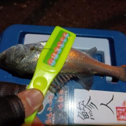 2023/12/28 南港ライトゲーム釣行 (アジ狙い)