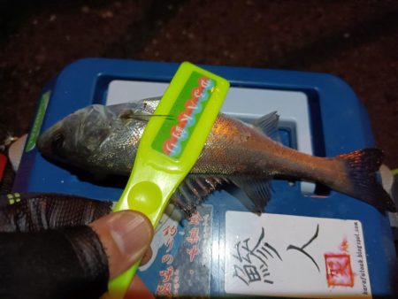 2023/12/28 南港ライトゲーム釣行 (アジ狙い)