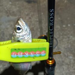 2023/12/29 南港ライトゲーム釣行 (アジ狙い)