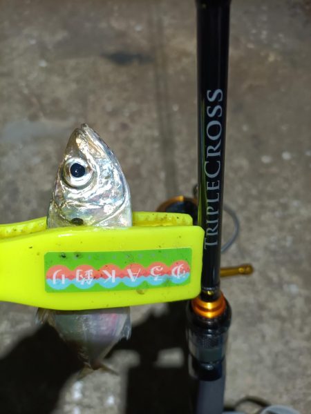 2023/12/29 南港ライトゲーム釣行 (アジ狙い)