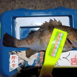 2023/12/30 南港ライトゲーム釣行 (メバル狙い)