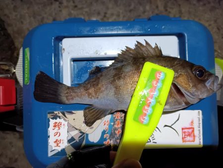 2023/12/30 南港ライトゲーム釣行 (メバル狙い)