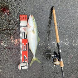 続舞鶴サゴシ祭り