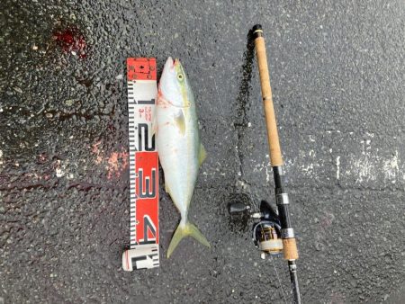 続舞鶴サゴシ祭り