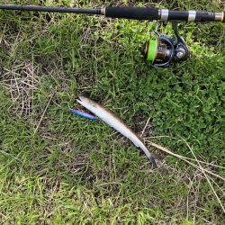 千歳サゴシポツポツ