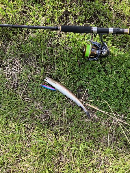 千歳サゴシポツポツ