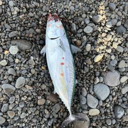 苦労の上のヒラソウダ