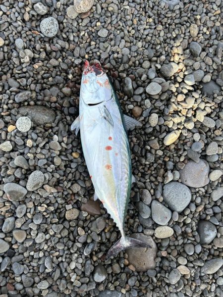 苦労の上のヒラソウダ