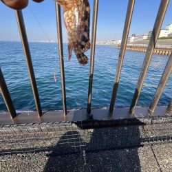 渋いシーズン到来