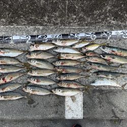 アジングで初めての爆釣