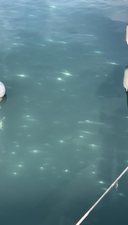 デイ太刀魚爆沸き継続中!