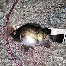 巨チヌにサヨリ、良型グレやスズメダイ大漁〜!!