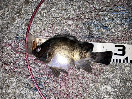 巨チヌにサヨリ、良型グレやスズメダイ大漁〜!!