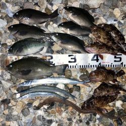 釣り納めはグレ狙い