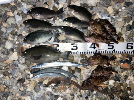 釣り納めはグレ狙い