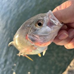 寒くてもメッキ！