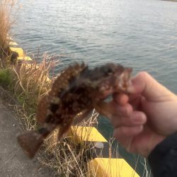 何にも釣れないときはガッシー!