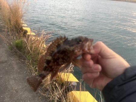 何にも釣れないときはガッシー!