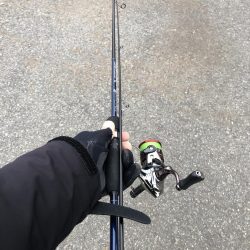 初心者アジング