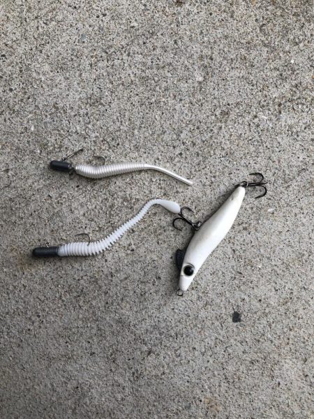 貸し切りアジング