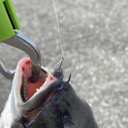 僅かなアタリで1枚