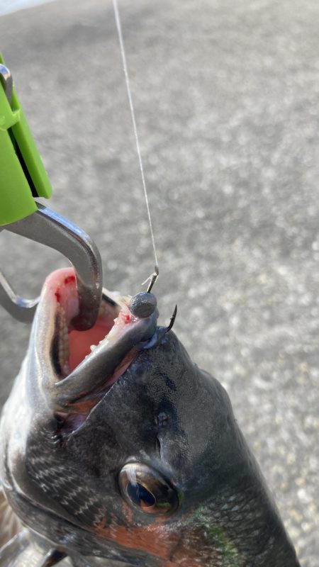 僅かなアタリで1枚