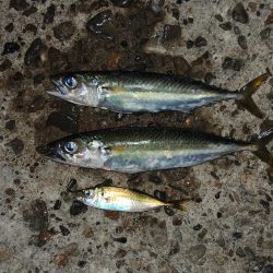 初冬のエビ撒き釣り 天気は良かったが