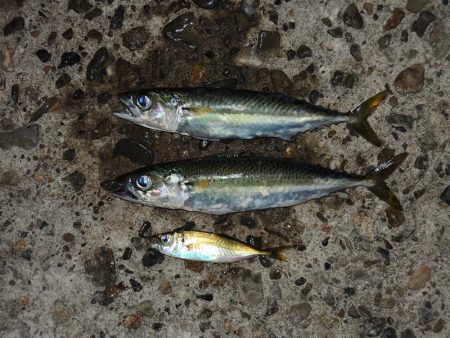 初冬のエビ撒き釣り 天気は良かったが