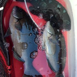 DAIWAマスターズブロック大会　勝浦