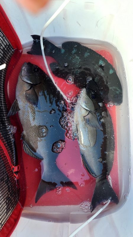 DAIWAマスターズブロック大会　勝浦