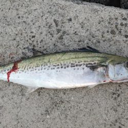 久しぶりの釣果