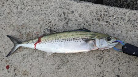 久しぶりの釣果